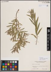 Foto von Salix exigua subsp. interior (Rowlee) Cronquist